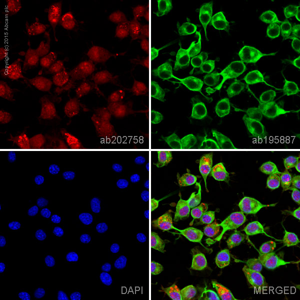 Immunocytochemistry/ Immunofluorescence - Alexa Fluor® 647 Anti-RAP1GAP antibody [Y134] (AB202758), expandable thumbnail