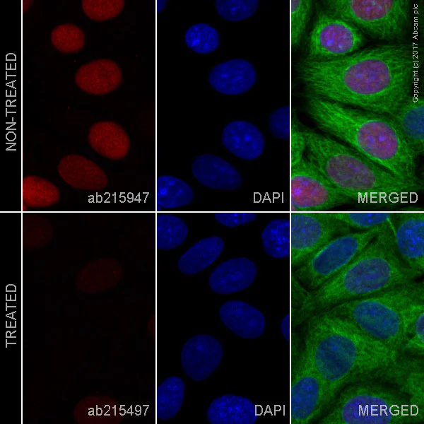 Immunocytochemistry/ Immunofluorescence - Alexa Fluor® 647 Anti-Rb (phospho S807) antibody [EPR17732] (AB215947)