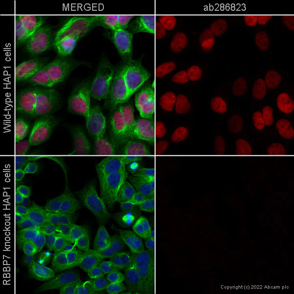 Immunocytochemistry - Alexa Fluor® 647 Anti-RBBP7 antibody [EPR23796-74] (AB286823)