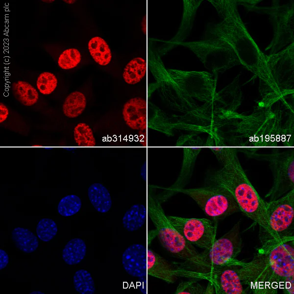Immunocytochemistry/ Immunofluorescence - Alexa Fluor® 647 Anti-RBM3 antibody [EPR6061(2)] (AB314932)