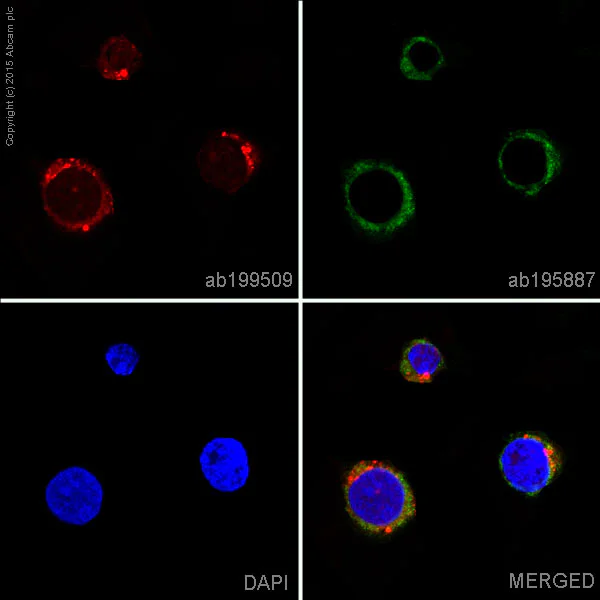 Immunocytochemistry/ Immunofluorescence - Alexa Fluor® 647 Anti-Rel B antibody [EP613Y] (AB199509)