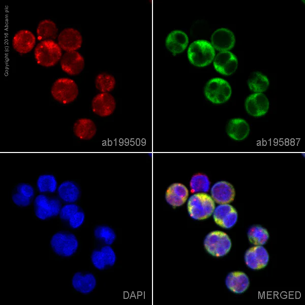 Immunocytochemistry/ Immunofluorescence - Alexa Fluor® 647 Anti-Rel B antibody [EP613Y] (AB199509)