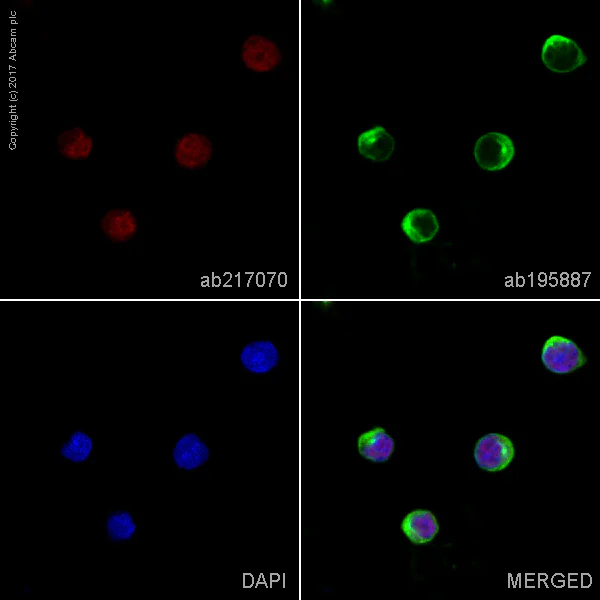 Immunocytochemistry/ Immunofluorescence - Alexa Fluor® 647 Anti-Rel B antibody [EP614Y] (AB217070)