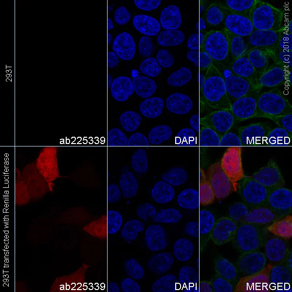 Immunocytochemistry/ Immunofluorescence - Alexa Fluor® 647 Anti-Renilla Luciferase antibody [EPR17792] (AB225339)