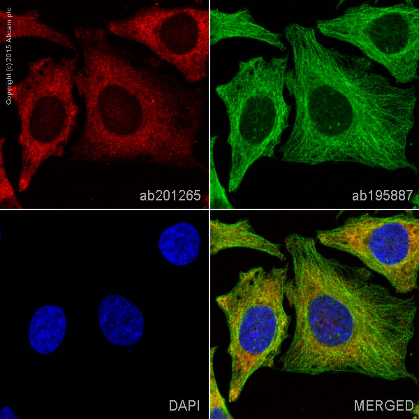 Immunocytochemistry/ Immunofluorescence - Alexa Fluor® 647 Anti-RENT1/hUPF1 antibody [EPR4681] (AB201265)