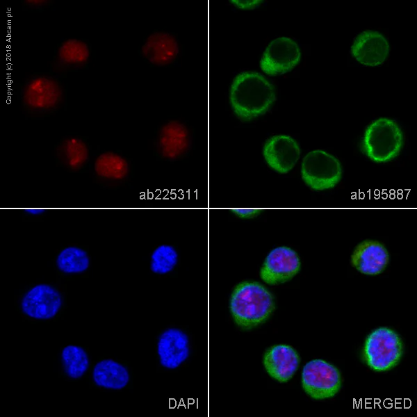 Immunocytochemistry/ Immunofluorescence - Alexa Fluor® 647 Anti-RNA Helicase A antibody [EPR13521] (AB225311)