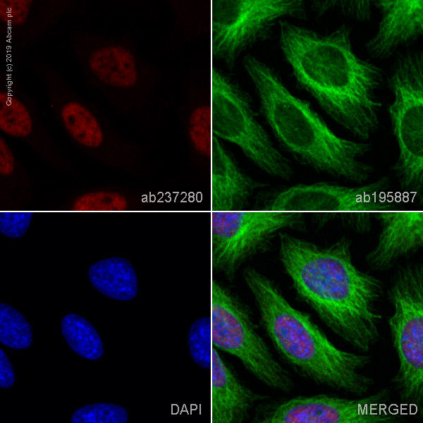 Immunocytochemistry/ Immunofluorescence - Alexa Fluor® 647 Anti-RNA polymerase II CTD repeat YSPTSPS (phospho S2) antibody [EPR18855] (AB237280), expandable thumbnail