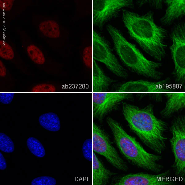 Immunocytochemistry/ Immunofluorescence - Alexa Fluor® 647 Anti-RNA polymerase II CTD repeat YSPTSPS (phospho S2) antibody [EPR18855] (AB237280)