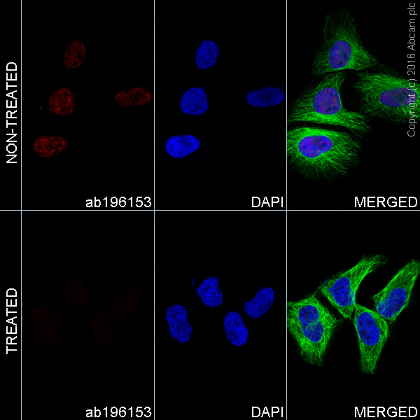 Immunocytochemistry/ Immunofluorescence - Alexa Fluor® 647 Anti-RNA polymerase II CTD repeat YSPTSPS (phospho S5) antibody [EP1510Y] (AB196153), expandable thumbnail