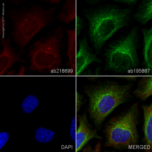 Immunocytochemistry/ Immunofluorescence - Alexa Fluor® 647 Anti-ROCK2 antibody [EPR7141(B)] (AB218699)