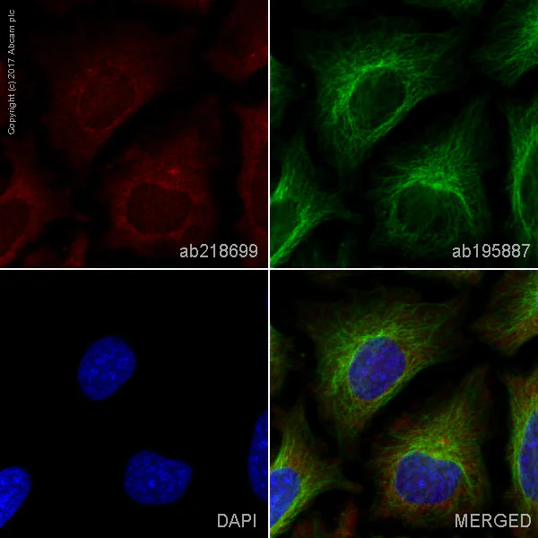Immunocytochemistry/ Immunofluorescence - Alexa Fluor® 647 Anti-ROCK2 antibody [EPR7141(B)] (AB218699)