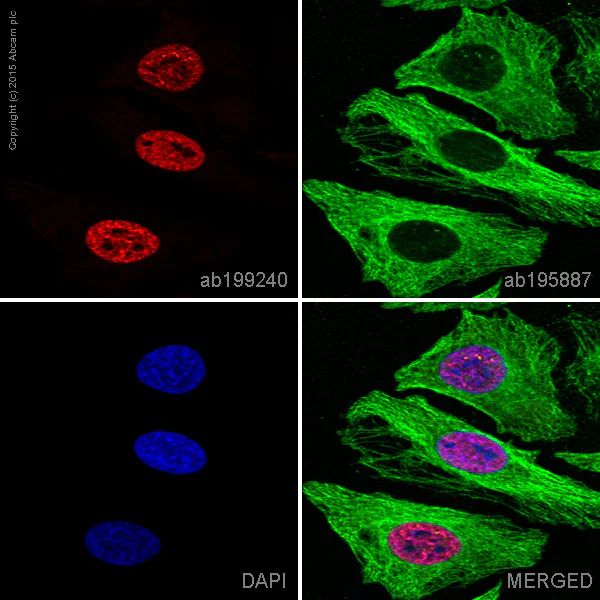 Immunocytochemistry/ Immunofluorescence - Alexa Fluor® 647 Anti-RPA70 antibody [EPR3472] (AB199240)