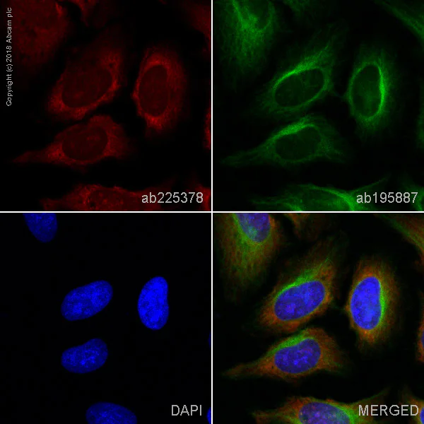 Alexa Fluor® 647 Anti-RPLP0 抗体 [EP15646] (ab225378) | Abcam