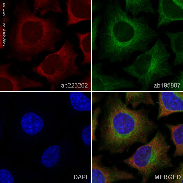 Immunocytochemistry/ Immunofluorescence - Alexa Fluor® 647 Anti-RPS10 antibody [EPR8545] (AB225202)