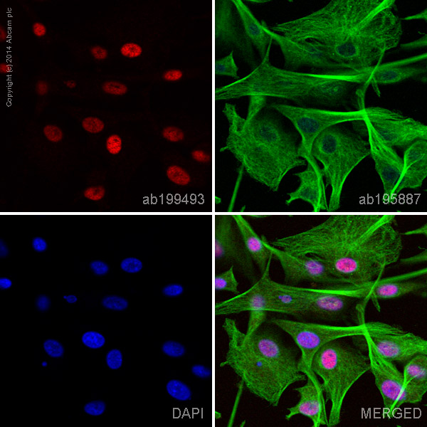 Immunocytochemistry/ Immunofluorescence - Alexa Fluor® 647 Anti-RUNX1 / AML1 + RUNX3 + RUNX2 antibody [EPR3099] (AB199493)