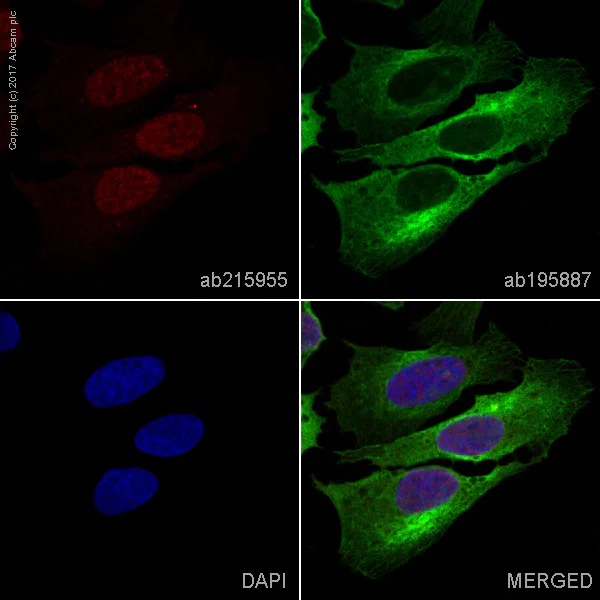 Immunocytochemistry/ Immunofluorescence - Alexa Fluor® 647 Anti-RUNX2 antibody [EPR14334] (AB215955)