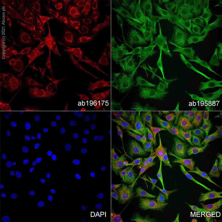Immunocytochemistry/ Immunofluorescence - Alexa Fluor® 647 Anti-S100 beta antibody [EP1576Y] - Astrocyte Marker (AB196175)