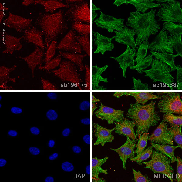 Immunocytochemistry/ Immunofluorescence - Alexa Fluor® 647 Anti-S100 beta antibody [EP1576Y] - Astrocyte Marker (AB196175)