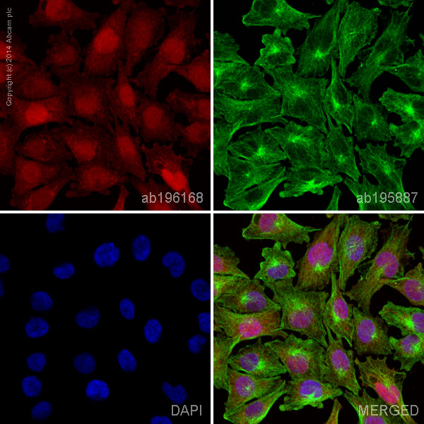Immunocytochemistry/ Immunofluorescence - Alexa Fluor® 647 Anti-S100A4 antibody [EPR2761(2)] (AB196168), expandable thumbnail
