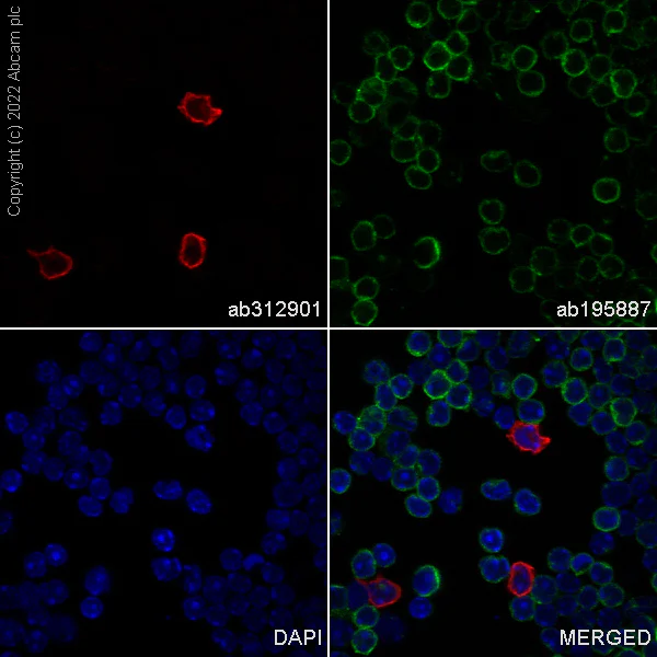 Immunocytochemistry/ Immunofluorescence - Alexa Fluor® 647 Anti-S100A9 antibody [EPR22332-75] (AB312901)