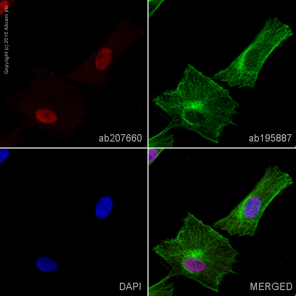 Immunocytochemistry/ Immunofluorescence - Alexa Fluor® 647 Anti-S100P antibody [EPR6142] (AB207660)