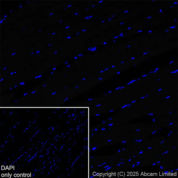 Immunohistochemistry (Frozen sections) - Alexa Fluor® 647 Anti-SAP102 antibody [EPR28704-52] (AB325113)
