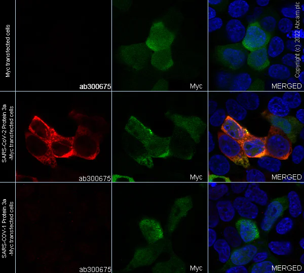 Immunocytochemistry/ Immunofluorescence - Alexa Fluor® 647 Anti-SARS CoV-2 ORF3a Protein antibody [EPR24848-9] (AB300675)