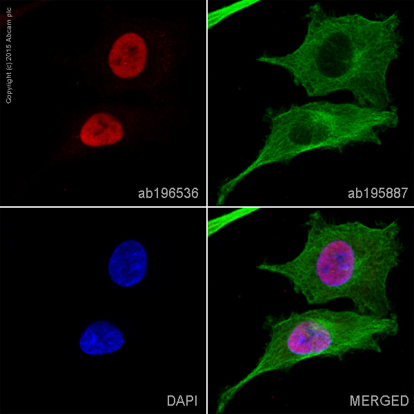 Immunocytochemistry/ Immunofluorescence - Alexa Fluor® 647 Anti-SATB2 antibody [EPNCIR130A] (AB196536)