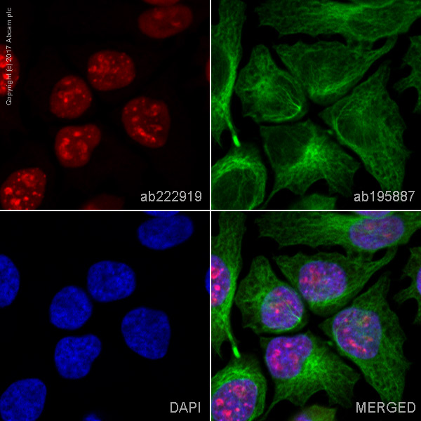 Immunocytochemistry/ Immunofluorescence - Alexa Fluor® 647 Anti-SC35 antibody [EPR12238] (AB222919)