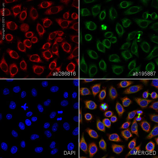 Immunocytochemistry/ Immunofluorescence - Alexa Fluor® 647 Anti-SCA2 antibody [EPR23630-49] (AB286816)