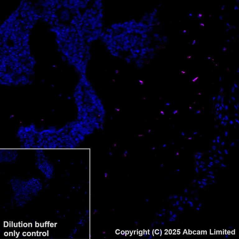 Immunohistochemistry (Formalin/PFA-fixed paraffin-embedded sections) - Alexa Fluor® 647 Anti-Sclerostin antibody [EPR28892-591] (AB325116)