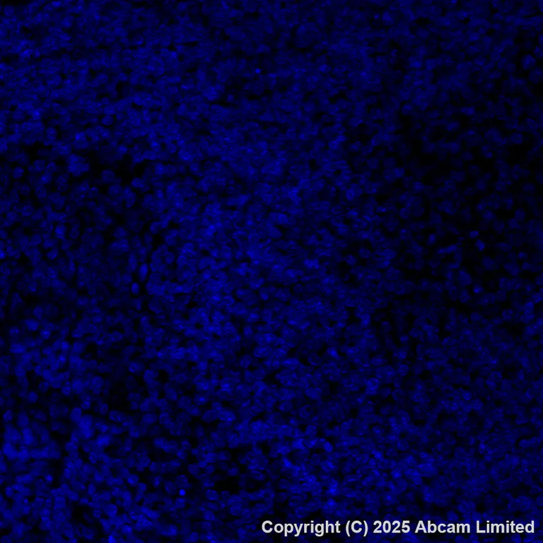 Immunohistochemistry (Formalin/PFA-fixed paraffin-embedded sections) - Alexa Fluor® 647 Anti-Sclerostin antibody [EPR28892-591] (AB325116)