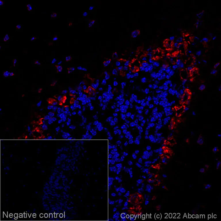 Immunohistochemistry (Frozen sections) - Alexa Fluor® 647 Anti-Scn1a antibody [EPR22326-112] (AB288363)