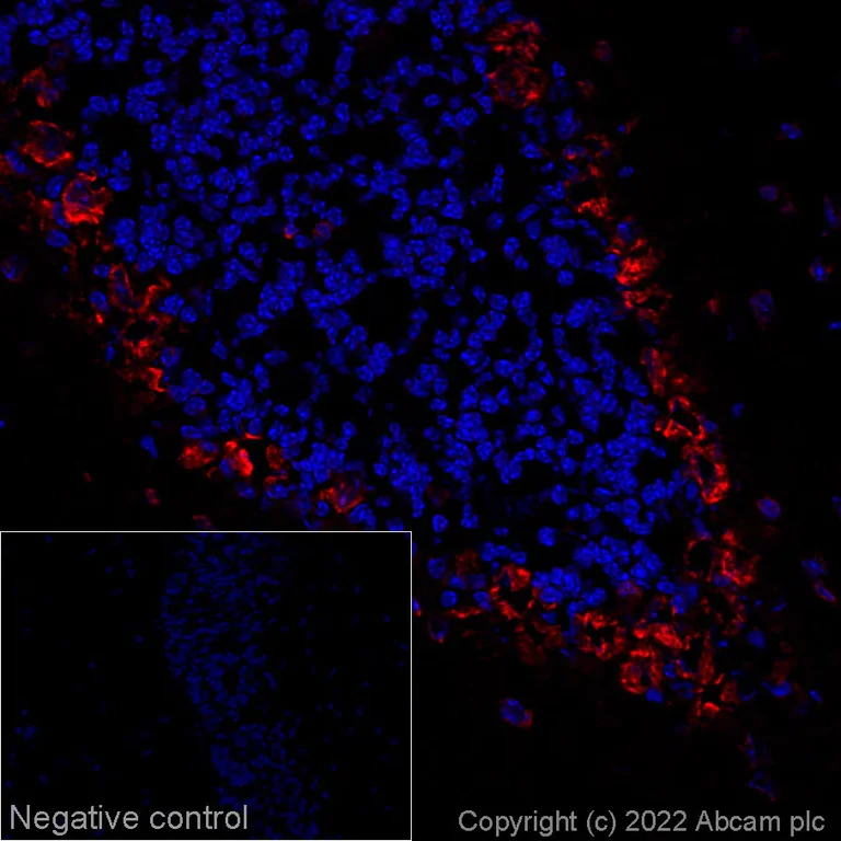 Immunohistochemistry (Frozen sections) - Alexa Fluor® 647 Anti-Scn1a antibody [EPR22326-112] (AB288363)