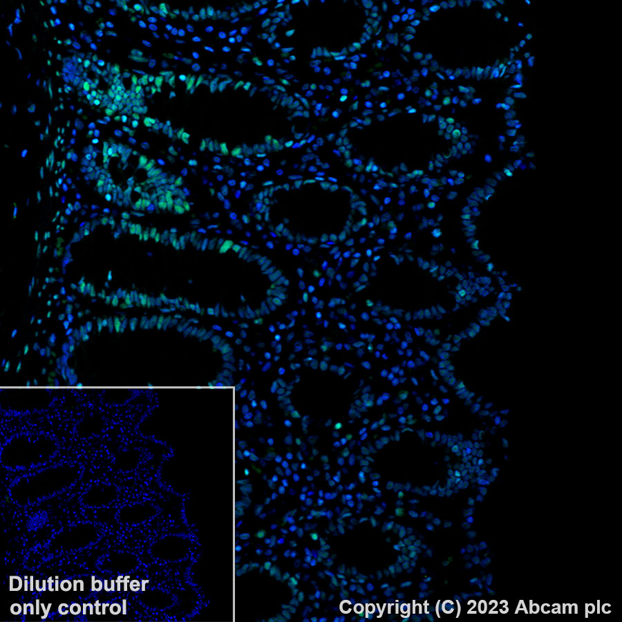 Immunohistochemistry (Formalin/PFA-fixed paraffin-embedded sections) - Alexa Fluor® 647 Anti-SDHA antibody [EPR9043(B)] (AB310057), expandable thumbnail
