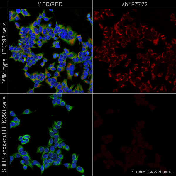 Immunocytochemistry/ Immunofluorescence - Alexa Fluor® 647 Anti-SDHB antibody [21A11AE7] (AB197722), expandable thumbnail