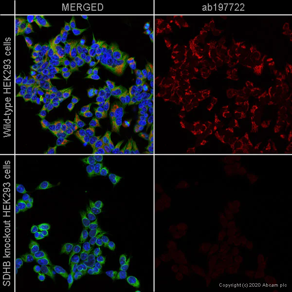 Immunocytochemistry/ Immunofluorescence - Alexa Fluor® 647 Anti-SDHB antibody [21A11AE7] (AB197722)