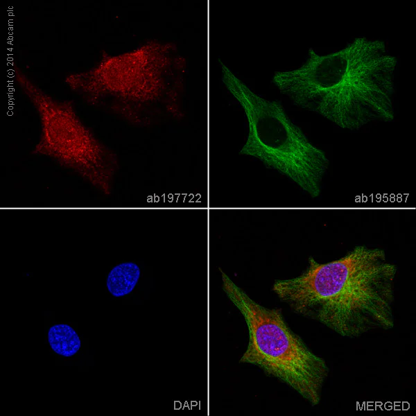 Immunocytochemistry/ Immunofluorescence - Alexa Fluor® 647 Anti-SDHB antibody [21A11AE7] (AB197722)
