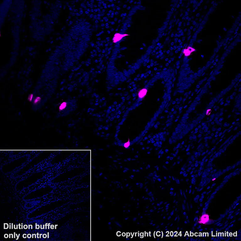 Immunohistochemistry (Formalin/PFA-fixed paraffin-embedded sections) - Alexa Fluor® 647 Anti-Serotonin antibody [EPR24431-201] (AB320779)