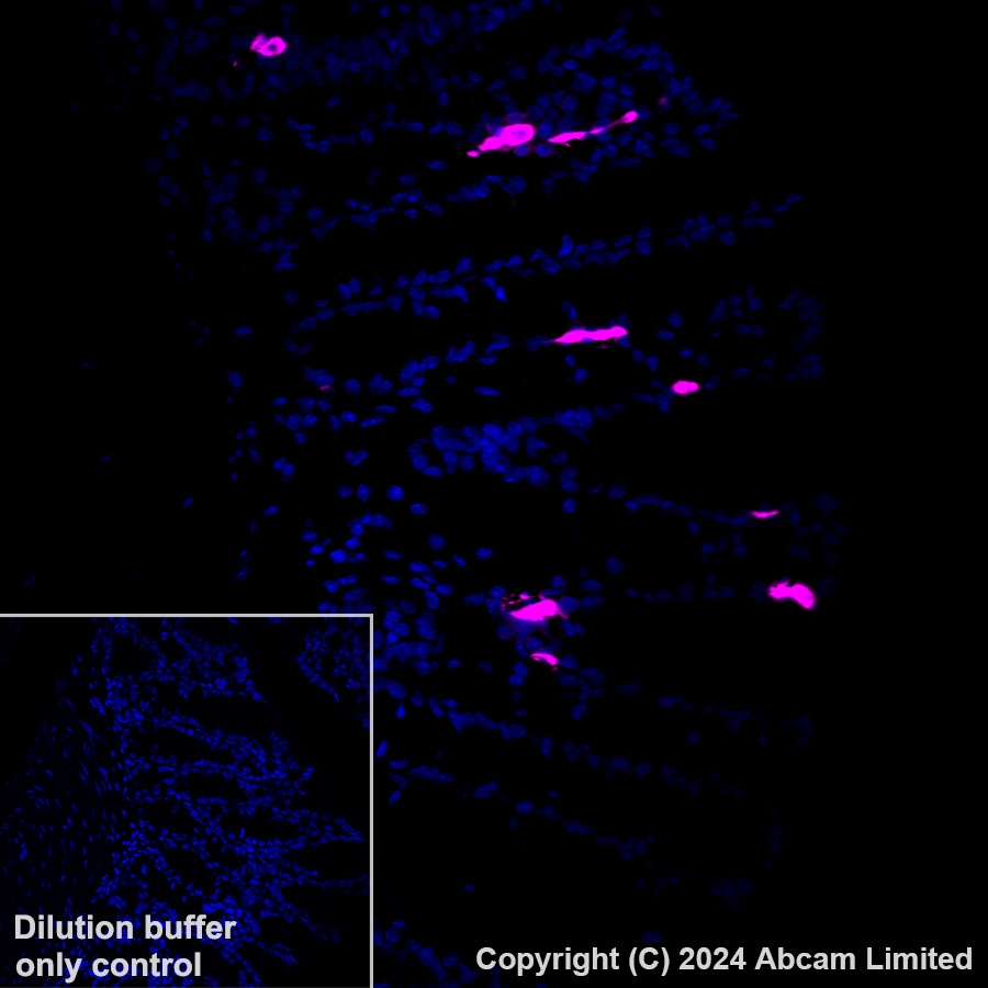 Immunohistochemistry (Formalin/PFA-fixed paraffin-embedded sections) - Alexa Fluor® 647 Anti-Serotonin antibody [EPR24431-201] (AB320779), expandable thumbnail
