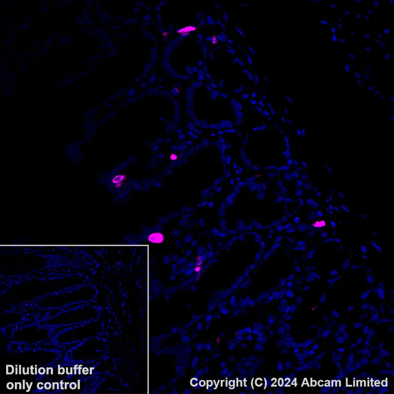 Immunohistochemistry (Formalin/PFA-fixed paraffin-embedded sections) - Alexa Fluor® 647 Anti-Serotonin antibody [EPR24431-201] (AB320779)