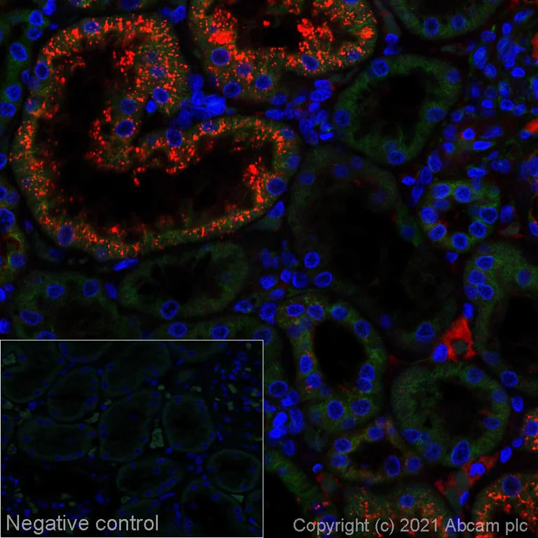 Immunohistochemistry (Formalin/PFA-fixed paraffin-embedded sections) - Alexa Fluor® 647 Anti-Serpin A5 antibody [EPR23337-112] (AB275186)