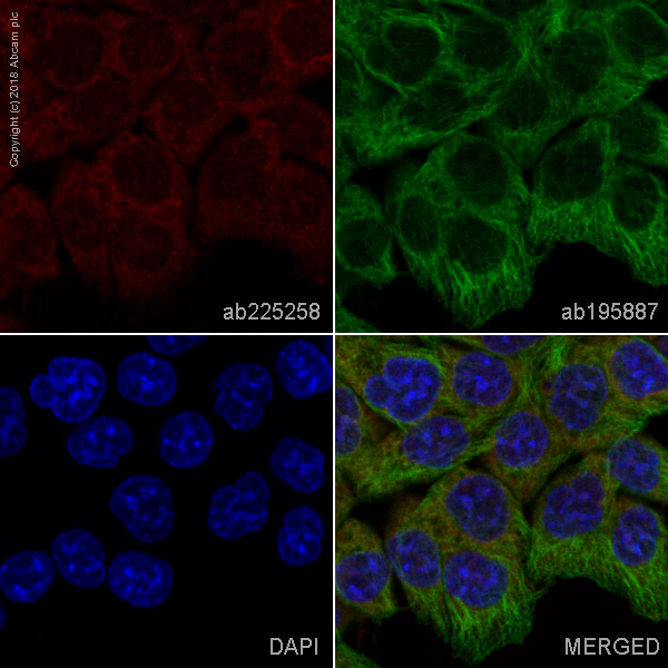 Immunocytochemistry/ Immunofluorescence - Alexa Fluor® 647 Anti-SESN2/Sestrin-2 antibody [EPR18907] (AB225258)