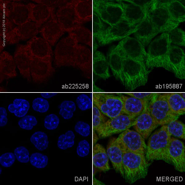 Immunocytochemistry/ Immunofluorescence - Alexa Fluor® 647 Anti-SESN2/Sestrin-2 antibody [EPR18907] (AB225258)