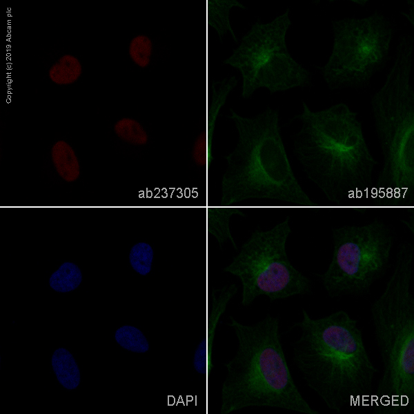 Immunocytochemistry/ Immunofluorescence - Alexa Fluor® 647 Anti-SET/TAF-I antibody [EPR12973] (AB237305)
