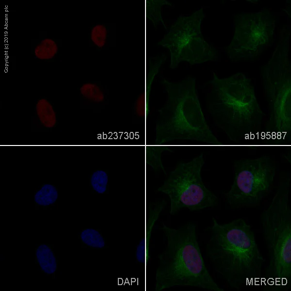 Immunocytochemistry/ Immunofluorescence - Alexa Fluor® 647 Anti-SET/TAF-I antibody [EPR12973] (AB237305)