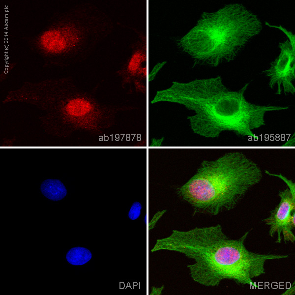 Immunocytochemistry/ Immunofluorescence - Alexa Fluor® 647 Anti-SF2 antibody [EPR8239] (AB197878)