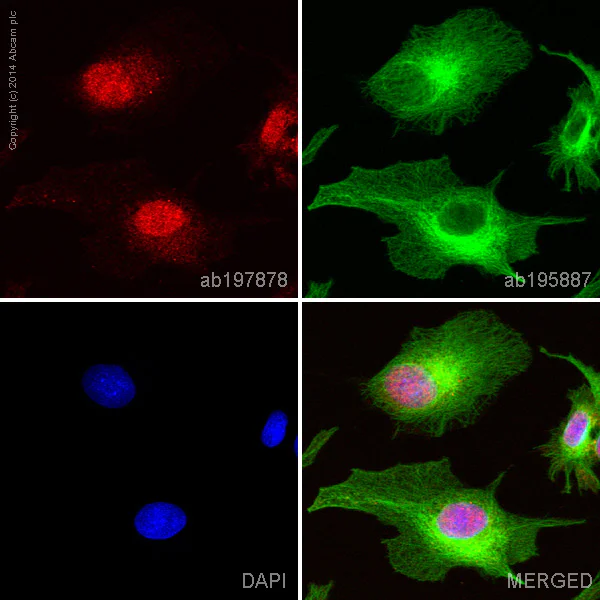 Immunocytochemistry/ Immunofluorescence - Alexa Fluor® 647 Anti-SF2 antibody [EPR8239] (AB197878)