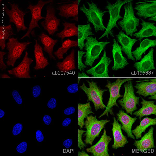 Immunocytochemistry/ Immunofluorescence - Alexa Fluor® 647 Anti-SF2 antibody [EPR8240] (AB207540)