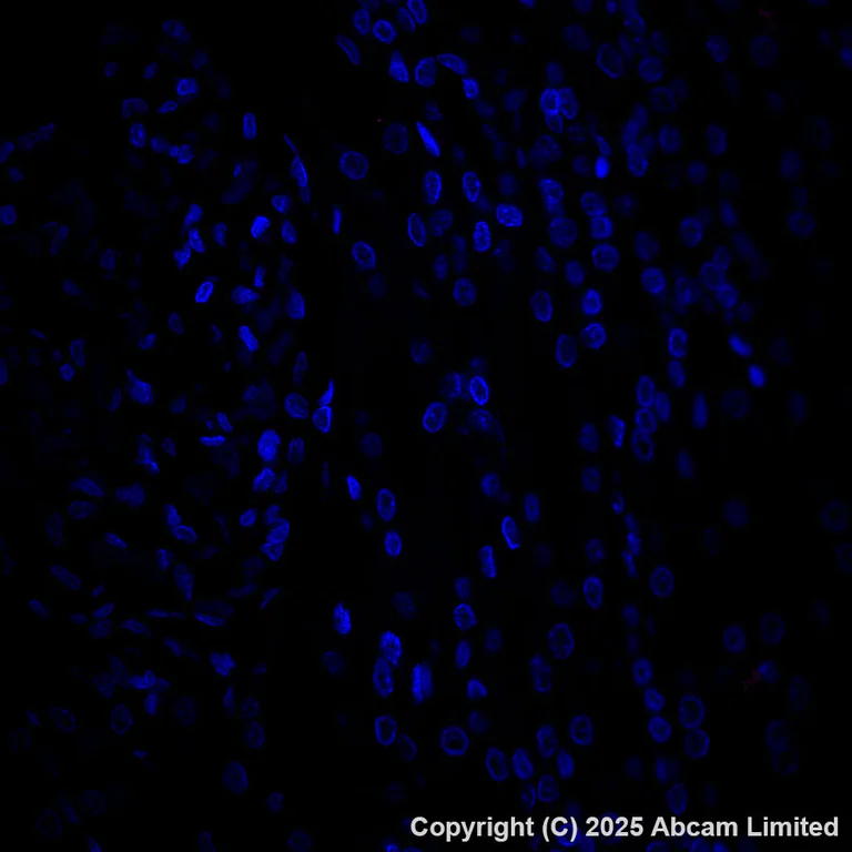 Immunohistochemistry (Formalin/PFA-fixed paraffin-embedded sections) - Alexa Fluor® 647 Anti-SFTPA1 + SFTPA2 antibody [EPR29098-6] (AB324340)